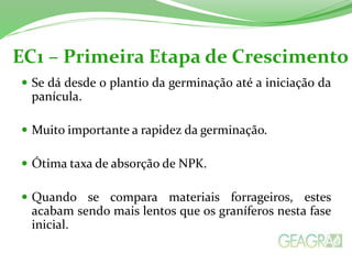 EC1 – Primeira Etapa de Crescimento
 Se dá desde o plantio da germinação até a iniciação da
panícula.
 Muito importante a rapidez da germinação.
 Ótima taxa de absorção de NPK.
 Quando se compara materiais forrageiros, estes
acabam sendo mais lentos que os graníferos nesta fase
inicial.
 