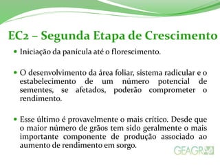 EC2 – Segunda Etapa de Crescimento
 Iniciação da panícula até o florescimento.
 O desenvolvimento da área foliar, sistema radicular e o
estabelecimento de um número potencial de
sementes, se afetados, poderão comprometer o
rendimento.
 Esse último é provavelmente o mais crítico. Desde que
o maior número de grãos tem sido geralmente o mais
importante componente de produção associado ao
aumento de rendimento em sorgo.
 