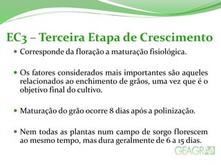 EC3 – Terceira Etapa de Crescimento
 Corresponde da floração a maturação fisiológica.
 Os fatores considerados mais importantes são aqueles
relacionados ao enchimento de grãos, uma vez que é o
objetivo final do cultivo.
 Maturação do grão ocorre 8 dias após a polinização.
 Nem todas as plantas num campo de sorgo florescem
ao mesmo tempo, mas dura geralmente de 6 a 15 dias.
 