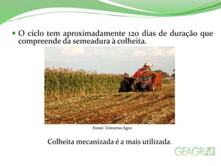  O ciclo tem aproximadamente 120 dias de duração que
compreende da semeadura à colheita.
Fonte: Universo Agro
Colheita mecanizada é a mais utilizada.
 