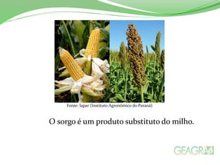Fonte: Iapar (Instituto Agronômico do Paraná)
O sorgo é um produto substituto do milho.
 