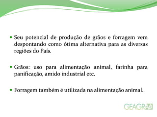  Seu potencial de produção de grãos e forragem vem
despontando como ótima alternativa para as diversas
regiões do País.
 Grãos: uso para alimentação animal, farinha para
panificação, amido industrial etc.
 Forragem também é utilizada na alimentação animal.
 