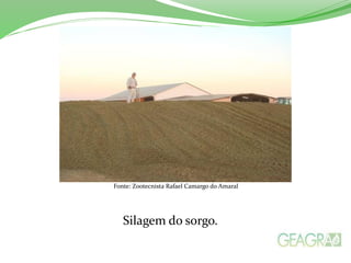 Fonte: Zootecnista Rafael Camargo do Amaral
Silagem do sorgo.
 
