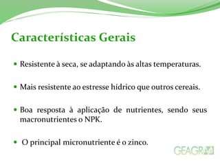 Características Gerais
 Resistente à seca, se adaptando às altas temperaturas.
 Mais resistente ao estresse hídrico que outros cereais.
 Boa resposta à aplicação de nutrientes, sendo seus
macronutrientes o NPK.
 O principal micronutriente é o zinco.
 