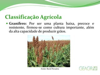 Classificação Agrícola
 Granífero: Por ser uma planta baixa, precoce e
resistente, firmou-se como cultura importante, além
da alta capacidade de produzir grãos.
Fonte: Rural Pecuária
 