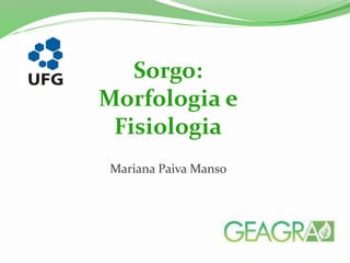 Mariana Paiva Manso
Sorgo:
Morfologia e
Fisiologia
 