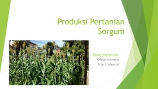 Produksi Pertanian
Sorgum
Basuki1@gmail.com
Odesa-Indonesia
http://odesa.id
 