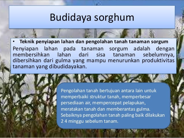 Sorgum sorghum bicolor L Sorgum sorghum bicolor L