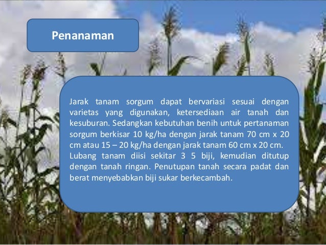 Sorgum sorghum bicolor L Sorgum sorghum bicolor L