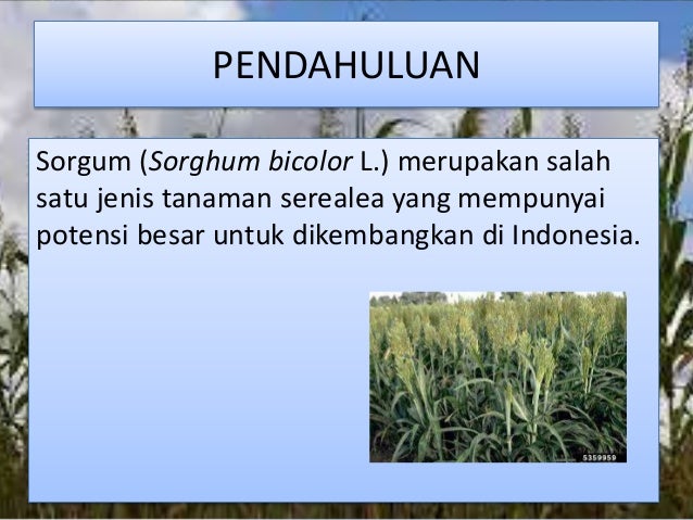 Sorgum sorghum bicolor L Sorgum sorghum bicolor L