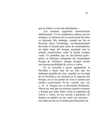57
qué no liebres si son más abundantes…
Las semanas siguientes transcurrieron
abúlicamente. Ya no cortábamos chilcos con los
alumnos, ni salíamos de la escuela para llevarles
su alimento. Sin embargo, cuando me iba en
bicicleta hacia Carelmapu, involuntariamente
desviaba la mirada para tratar de contemplarlos
en algún lugar del bosque, pastando con su
ternura característica sobre la hierba siempre
verde. Es probable que los dos últimos ejem-
plares se hubieran extinguido del enmarañado
bosque de Astilleros, aunque siempre existía
una remota posibilidad de volver a verlos.
Ya se acercaba a pasos agigantados la
Navidad y hacía más de un mes que los
habíamos perdido de vista. Aquella vez me bajé
de mi bicicleta y me incrusté en la espesura del
bosque, eso sí sin perder de vista el camino por
miedo a extraviarme. Ya me ocurrió una vez
y en el bosque uno se desorienta fácilmente.
Ahora me metí por un tortuoso camino existente
y busqué por todos lados; tenía la esperanza de
volver a verlos, no me resistía a perderlos. El
destino no podría ser tan cruel con nosotros…
me tendí un rato en la hierba para descansar un
 
