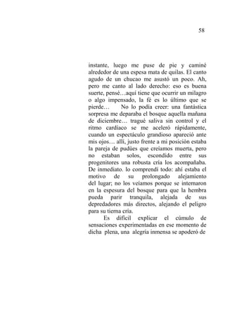 58
instante, luego me puse de pie y caminé
alrededor de una espesa mata de quilas. El canto
agudo de un chucao me asustó un poco. Ah,
pero me canto al lado derecho: eso es buena
suerte, pensé…aquí tiene que ocurrir un milagro
o algo impensado, la fé es lo último que se
pierde… No lo podía creer: una fantástica
sorpresa me deparaba el bosque aquella mañana
de diciembre… tragué saliva sin control y el
ritmo cardíaco se me aceleró rápidamente,
cuando un espectáculo grandioso apareció ante
mis ojos… allí, justo frente a mi posición estaba
la pareja de pudúes que creíamos muerta, pero
no estaban solos, escondido entre sus
progenitores una robusta cría los acompañaba.
De inmediato. lo comprendí todo: ahí estaba el
motivo de su prolongado alejamiento
del lugar; no los veíamos porque se internaron
en la espesura del bosque para que la hembra
pueda parir tranquila, alejada de sus
depredadores más directos, alejando el peligro
para su tierna cría.
Es difícil explicar el cúmulo de
sensaciones experimentadas en ese momento de
dicha plena, una alegría inmensa se apoderó de
 