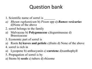 Rose Family Rheum Sorrel | PPTX