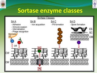 Sortase enzyme classes
12
 