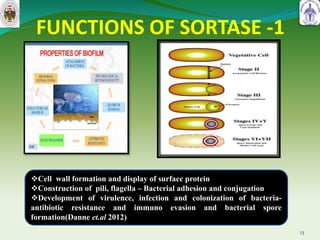 FUNCTIONS OF SORTASE -1
13
Cell wall formation and display of surface protein
Construction of pili, flagella – Bacterial adhesion and conjugation
Development of virulence, infection and colonization of bacteria-
antibiotic resistance and immuno evasion and bacterial spore
formation(Danne et.al 2012)
 