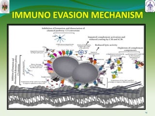 IMMUNO EVASION MECHANISM
14
 