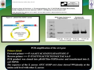 16
PCR amplification of the srtA gene
Primers detail
Forward primer ===5'-AAACCACATATCGATAATTATC-3'
Reverse primer === 5'-TTATTTGACTTCTGTAGCTACAA-3‘
PCR product was cloned into pBAD/Thio-TOPOvector and transformed into E.
coli TOP10.
The sequence of the S. aureus ATCC 6538P srtA clone showed 99%identity at the
amino acid level with other S. aureus
 