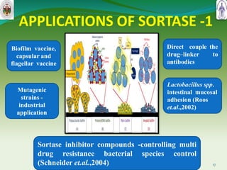 APPLICATIONS OF SORTASE -1
17
Biofilm vaccine,
capsular and
flagellar vaccine
Mutagenic
strains -
industrial
application
Direct couple the
drug–linker to
antibodies
Lactobacillus spp.
intestinal mucosal
adhesion (Roos
et.al.,2002)
Sortase inhibitor compounds -controlling multi
drug resistance bacterial species control
(Schneider et.al.,2004)
 