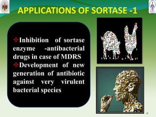 APPLICATIONS OF SORTASE -1
18
Inhibition of sortase
enzyme -antibacterial
drugs in case of MDRS
Development of new
generation of antibiotic
against very virulent
bacterial species
 