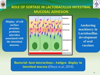 ROLE OF SORTASE IN LACTOBACILLUS INTESTINAL
MUCOSAL ADHESION
20
Anchoring
machinery in
Lactobacillus
development
of oral
vaccines
Display of cell
surface
proteins-
probiotic
microbes
associated with
the intestinal
mucosa.
Bacterial -host interactions.- Antigen display in
intestinal mucosa (Dieye et.al.,2010)
 