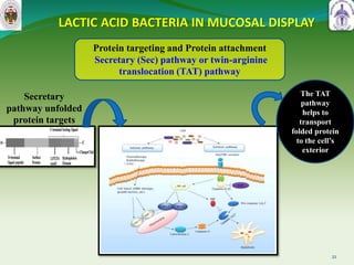 LACTIC ACID BACTERIA IN MUCOSAL DISPLAY
21
Protein targeting and Protein attachment
Secretary (Sec) pathway or twin-arginine
translocation (TAT) pathway
Secretary
pathway unfolded
protein targets
The TAT
pathway
helps to
transport
folded protein
to the cell’s
exterior
 
