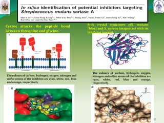 37
Cys205 attacks the peptide bond
between threonine and glycine.
SrtA crystal structures ofS. mutans
(blue) and S. aureus (magentas) with its
inhibitor (green).
The colours of carbon, hydrogen, oxygen, nitrogen and
sulfur atoms of the inhibitor are cyan, white, red, blue
and orange, respectively.
The colours of carbon, hydrogen, oxygen,
nitrogen andsulfur atoms of the inhibitor are
cyan, white, red, blue and orange,
respectively.
 