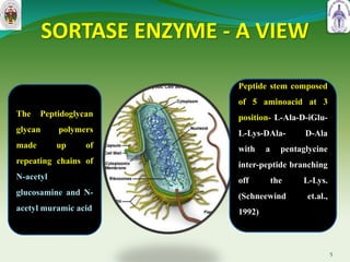 SORTASE ENZYME - A VIEW
5
The Peptidoglycan
glycan polymers
made up of
repeating chains of
N-acetyl
glucosamine and N-
acetyl muramic acid
Peptide stem composed
of 5 aminoacid at 3
position- L-Ala-D-iGlu-
L-Lys-DAla- D-Ala
with a pentaglycine
inter-peptide branching
off the L-Lys.
(Schneewind et.al.,
1992)
 
