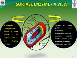 SORTASE ENZYME - A VIEW
6
Sortases are Gram-
positive bacterial
extracellular
transpeptidase enzymes -
covalently attaching
secreted proteins to the
peptidoglycan cell wall.
(Schneewind et.al., 1992)
Schneewind
(Staphylococcus
aureus in 1999
named as
sortase A (SrtA)-
Sort tagging
protein.
 