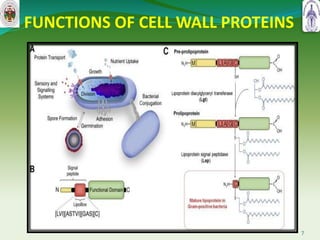 FUNCTIONS OF CELL WALL PROTEINS
7
 
