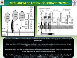MECHANISM OF ACTION OF SORTASE ENZYME
9
Proteins destined for cell wall anchoring are first initiated into the Sec pathway by an N-terminal signal
peptide (SP).
Cleavage of the LPXTG motif, a thioester-linked acyl-enzyme intermediate is formed between sortase
and C-terminal threonine of surface protein.
Resolution of the acyl-enzyme occurs through nucleophilic attack of the amino group of the pentaglycine
of lipid II to generate lipid II-linked surface protein.
The black bar represent the hydrophobic domain and positively charged tail of cell wall sorting signals
X indicates potential points of inhibition in the “sorting pathway.”
 