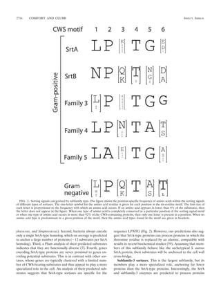 2716      COMFORT AND CLUBB                                                                                                          INFECT. IMMUN.




  FIG. 2. Sorting signals categorized by subfamily type. The ﬁgure shows the position-speciﬁc frequency of amino acids within the sorting signals
of different types of sortases. The one-letter symbol for the amino acid residue is given for each position in the six-residue motif. The font size of
each letter is proportional to the frequency with which an amino acid occurs. If an amino acid appears in fewer than 8% of the substrates, then
the letter does not appear in the ﬁgure. When one type of amino acid is completely conserved at a particular position of the sorting signal motif
or when one type of amino acid occurs in more than 92% of the CWS-containing proteins, then only one letter is present in a position. When no
amino acid type is predominant in a given position of the motif, then the amino acid types found in the motif are given in brackets.



ylococcus, and Streptococcus). Second, bacteria always encode                sequence LPXTG (Fig. 2). However, our predictions also sug-
only a single SrtA-type homolog, which on average is predicted               gest that SrtA-type proteins can process proteins in which the
to anchor a large number of proteins ( 12 substrates per SrtA                threonine residue is replaced by an alanine, compatible with
homolog). Third, a Pfam analysis of their predicted substrates               results in recent biochemical studies (59). Assuming that mem-
indicates that they are functionally diverse (7). Fourth, genes              bers of this subfamily behave like the archetypical S. aureus
encoding SrtA-type proteins are never proximal to genes en-                  SrtA protein, their substrates will be anchored to the cell wall
coding potential substrates. This is in contrast with other sor-             cross-bridge.
tases, whose genes are typically clustered with a limited num-                 Subfamily-3 sortases. This is the largest subfamily, but its
ber of CWS-bearing substrates and thus appear to play a more                 members play a more specialized role, anchoring far fewer
specialized role in the cell. An analysis of their predicted sub-            proteins than the SrtA-type proteins. Interestingly, the SrtA
strates suggests that SrtA-type sortases are speciﬁc for the                 and subfamily-3 enzymes are predicted to process proteins
 