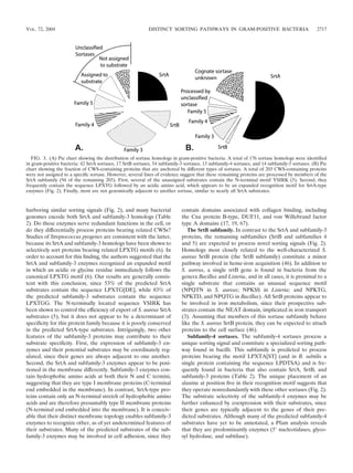 VOL. 72, 2004                                               DISTINCT SORTING PATHWAYS IN GRAM-POSITIVE BACTERIA                                 2717




   FIG. 3. (A) Pie chart showing the distribution of sortase homologs in gram-positive bacteria. A total of 176 sortase homologs were identiﬁed
in gram-positive bacteria: 42 SrtA sortases, 17 SrtB sortases, 54 subfamily-3 sortases, 13 subfamily-4 sortases, and 14 subfamily-5 sortases. (B) Pie
chart showing the fraction of CWS-containing proteins that are anchored by different types of sortases. A total of 203 CWS-containing proteins
were not assigned to a speciﬁc sortase. However, several lines of evidence suggest that these remaining proteins are processed by members of the
SrtA subfamily (94 of the remaining 203). First, several of the unassigned substrates contain the N-terminal motif YSIRK (5). Second, they
frequently contain the sequence LPXTG followed by an acidic amino acid, which appears to be an expanded recognition motif for SrtA-type
enzymes (Fig. 2). Finally, most are not genomically adjacent to another sortase, similar to nearly all SrtA substrates.



harboring similar sorting signals (Fig. 2), and many bacterial               contain domains associated with collagen binding, including
genomes encode both SrtA and subfamily-3 homologs (Table                     the Cna protein B-type, DUF11, and von Willebrand factor
2). Do these enzymes serve redundant functions in the cell, or               type A domains (17, 19, 67).
do they differentially process proteins bearing related CWSs?                   The SrtB subfamily. In contrast to the SrtA and subfamily-3
Studies of Streptococcus pyogenes are consistent with the latter,            proteins, the remaining subfamilies (SrtB and subfamilies 4
because its SrtA and subfamily-3 homologs have been shown to                 and 5) are expected to process novel sorting signals (Fig. 2).
selectively sort proteins bearing related LPXTG motifs (6). In               Homologs most closely related to the well-characterized S.
order to account for this ﬁnding, the authors suggested that the             aureus SrtB protein (the SrtB subfamily) constitute a minor
SrtA and subfamily-3 enzymes recognized an expanded motif                    pathway involved in heme-iron acquisition (46). In addition to
in which an acidic or glycine residue immediately follows the                S. aureus, a single srtB gene is found in bacteria from the
canonical LPXTG motif (6). Our results are generally consis-                 genera Bacillus and Listeria, and in all cases, it is proximal to a
tent with this conclusion, since 53% of the predicted SrtA                   single substrate that contains an unusual sequence motif
substrates contain the sequence LPXTG[DE], while 83% of                      (NPQTN in S. aureus; NPKSS in Listeria; and NPKTG,
the predicted subfamily-3 substrates contain the sequence                    NPKTD, and NPQTG in Bacillus). All SrtB proteins appear to
LPXTGG. The N-terminally located sequence YSIRK has                          be involved in iron metabolism, since their prospective sub-
been shown to control the efﬁciency of export of S. aureus SrtA              strates contain the NEAT domain, implicated in iron transport
substrates (5), but it does not appear to be a determinant of                (3). Assuming that members of this sortase subfamily behave
speciﬁcity for this protein family because it is poorly conserved            like the S. aureus SrtB protein, they can be expected to attach
in the predicted SrtA-type substrates. Intriguingly, two other               proteins to the cell surface (46).
features of the subfamily-3 proteins may contribute to their                    Subfamily-4 sortases. The subfamily-4 sortases process a
substrate speciﬁcity. First, the expression of subfamily-3 en-               unique sorting signal and constitute a specialized sorting path-
zymes and their potential substrates may be coordinately reg-                way found in bacilli. This subfamily is predicted to process
ulated, since their genes are always adjacent to one another.                proteins bearing the motif LPXTA[ST] (and in B. subtilis a
Second, the SrtA and subfamily-3 enzymes appear to be posi-                  single protein containing the sequence LPDTSA) and is fre-
tioned in the membrane differently. Subfamily-3 enzymes con-                 quently found in bacteria that also contain SrtA, SrtB, and
tain hydrophobic amino acids at both their N and C termini,                  subfamily-3 proteins (Table 2). The unique placement of an
suggesting that they are type I membrane proteins (C-terminal                alanine at position ﬁve in their recognition motif suggests that
end embedded in the membrane). In contrast, SrtA-type pro-                   they operate nonredundantly with these other sortases (Fig. 2).
teins contain only an N-terminal stretch of hydrophobic amino                The substrate selectivity of the subfamily-4 enzymes may be
acids and are therefore presumably type II membrane proteins                 further enhanced by coexpression with their substrates, since
(N-terminal end embedded into the membrane). It is conceiv-                  their genes are typically adjacent to the genes of their pre-
able that their distinct membrane topology enables subfamily-3               dicted substrates. Although many of the predicted subfamily-4
enzymes to recognize other, as of yet undetermined features of               substrates have yet to be annotated, a Pfam analysis reveals
their substrates. Many of the predicted substrates of the sub-               that they are predominantly enzymes (5 nucleotidases, glyco-
family-3 enzymes may be involved in cell adhesion, since they                syl hydrolase, and subtilase).
 