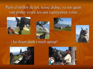 Però el millor de tot, sense dubte, va ser quan van poder veure les aus rapinyaires volar… …  i ho feien molt i molt aprop! 