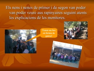 Els nens i nenes de primer i de segon van poder van poder veure aus rapinyaires seguint atents les explicacions de les monitores. Tenen un bec en forma de ganxo! 