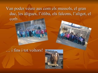 Van poder veure aus com els mussols, el gran duc, les àligues, l’òliba, els falcons, l’aligot, el corb… …  i fins i tot voltors!  