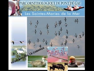 REGIÓ NATURAL LA CAMARGA 
