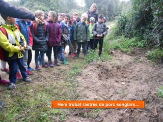 Hem trobat rastres de porc senglars...
 