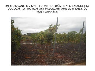 MIREU QUANTES VINYES I QUANT DE RAÏM TENEN EN AQUESTA BODEGA!! TOT HO HEM VIST PASSEJANT AMB EL TRENET, ÉS MOLT GRAN!!!!!!!! 