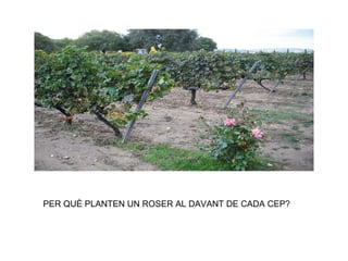 PER QUÈ PLANTEN UN ROSER AL DAVANT DE CADA CEP?  