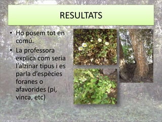 RESULTATS
• Ho posem tot en
comú.
• La professora
explica com seria
l’alzinar tipus i es
parla d’espècies
foranes o
afavorides (pi,
vinca, etc)
 