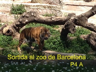 Sortida al zoo de Barcelona
P4 A
 