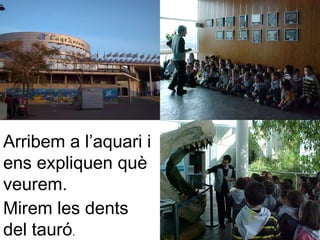 Arribem a l’aquari i
ens expliquen què
veurem.
Mirem les dents
del tauró.
 