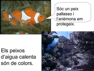 Els peixos
d’aigua calenta
són de colors.
Sóc un peix
pallasso i
l’anèmona em
protegeix.
 