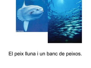 El peix lluna i un banc de peixos.
 