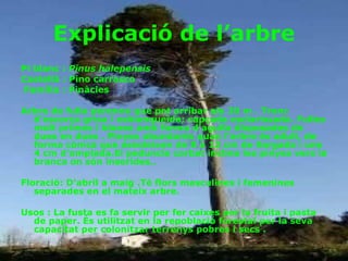 Explicació de l’arbre Pi blanc :  Pinus halepensis   Castellà : Pino carrasco   Família : Pinàcies  Arbre de fulla perenne que pot arribar als 20 m . Tronc d'escorça grisa i esblanqueïda; capçada esclarissada. Fulles molt primes i blanes amb forma d'agulla disposades de dues en dues . Pinyes abundants quan l'arbre és adult, de forma cònica que assoleixen de 8 a 12 cm de llargada i uns 4 cm d'amplada.El peduncle corbat inclina les pinyes vers la branca on són inserides..    Floració: D'abril a maig .Té flors masculines i femenines separades en el mateix arbre.   Usos : La fusta es fa servir per fer caixes per la fruita i pasta de paper. És utilitzat en la repoblació forestal per la seva capacitat per colonitzar terrenys pobres i secs . 