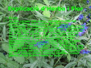 Explicació d’Herba i Flor El mill  Un dels cereals més antics i sembla procedir del centre d'Àfrica, on es conrea des de temps immemorial. Possiblement va arribar a la Índia a bord dels vaixells de comerciants àrabs, sent en l'actualitat l'aliment bàsic per a més de 400 milions de persones de Africa, Xina i Índia.. . És un cereal que creix en terres pobres amb poca pluja i és molt resistent a fortes sequeres. A més té l'avantatge de poder emmagatzemar-se sense dificultat per alguns anys. Reemplaça en molts casos a l'arròs tant en plats dolços com salats.. . Conté un 11% de proteïnes, una mica més que el blat, l'arròs i el blat de moro Tot just tenen gluten, pel que no resulta apte per a elaborar pa. Amb aquest cereal s'elaboren papillas i coques planes, ja que la seva massa no puja. . ... 