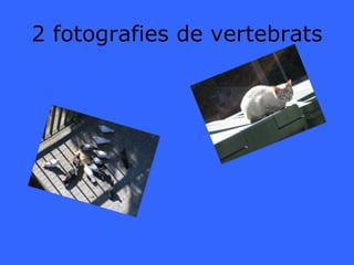 2 fotografies de vertebrats 