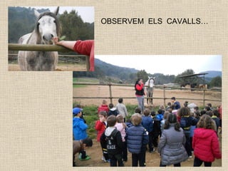 OBSERVEM ELS CAVALLS…