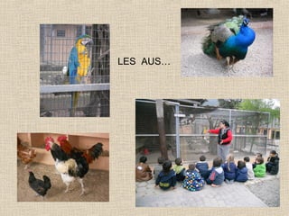 LES AUS…