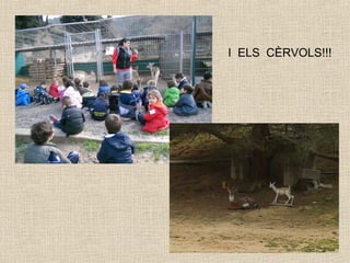 I ELS CÈRVOLS!!!